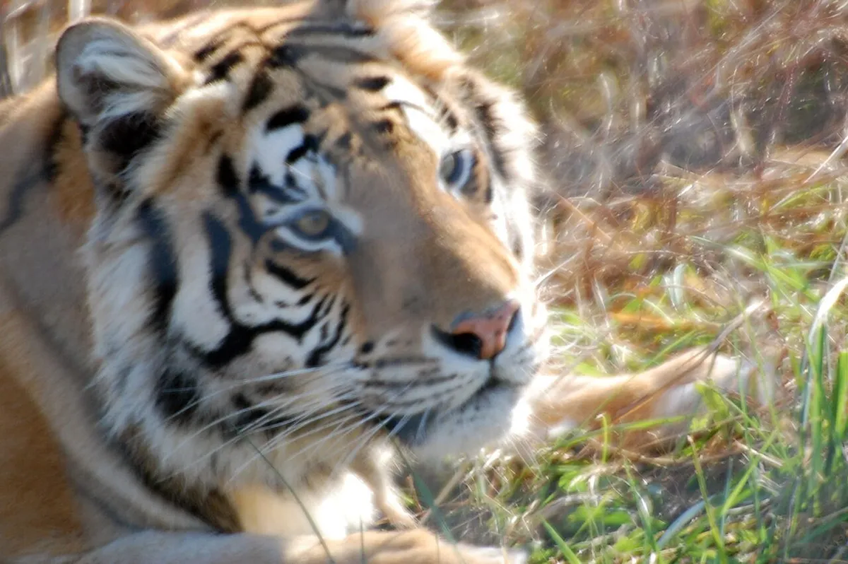 Close view of a tiger photographed at Turpentine Creek Wildlife Refuge near Eureka Springs